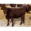 Image 7 : Clear Lake Farming Co. - 830# Replacement Heifers - 45 Head (Stavely, AB)