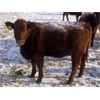 Image 8 : Clear Lake Farming Co. - 830# Replacement Heifers - 45 Head (Stavely, AB)