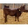 Image 2 : Clear Lake Farming Co. - 700# Replacement Heifers - 35 Head (Stavely, AB)