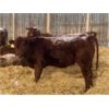 Image 4 : Clear Lake Farming Co. - 700# Replacement Heifers - 35 Head (Stavely, AB)