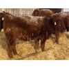 Image 5 : Clear Lake Farming Co. - 700# Replacement Heifers - 35 Head (Stavely, AB)