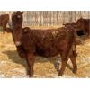 Image 6 : Clear Lake Farming Co. - 700# Replacement Heifers - 35 Head (Stavely, AB)