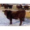 Image 7 : Clear Lake Farming Co. - 700# Replacement Heifers - 35 Head (Stavely, AB)