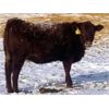 Image 8 : Clear Lake Farming Co. - 700# Replacement Heifers - 35 Head (Stavely, AB)