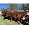 Image 2 : Mark & Marv Bedry - 11 Red Angus X Bred Heifers (Cochrane, AB)
