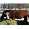 Image 3 : Mark & Marv Bedry - 11 Red Angus X Bred Heifers (Cochrane, AB)