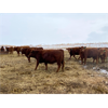 Image 13 : Travis Thiessen - 16 Red Angus X Bred Heifers (Rockyford, AB)
