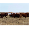 Image 9 : Travis Thiessen - 16 Red Angus X Bred Heifers (Rockyford, AB)