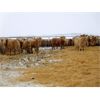 Image 2 : Vossepoel Cattle Co. - 545# Weaned Heifers - 103 Head (Tilley, AB)