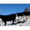 Image 2 : Ryan Copithorne - 9 Black Angus X Bred Heifers (Cochrane, AB)