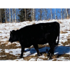 Image 3 : Ryan Copithorne - 9 Black Angus X Bred Heifers (Cochrane, AB)