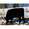 Image 4 : Ryan Copithorne - 9 Black Angus X Bred Heifers (Cochrane, AB)