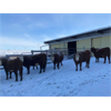 Image 6 : Russell Nail - 10 Red Angus/Simmental X Bred Heifers (Hussar, AB)