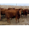 Image 2 : Travis Thiessen - 16 Red Angus X Bred Heifers (Rockyford, AB)