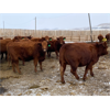 Image 5 : Travis Thiessen - 16 Red Angus X Bred Heifers (Rockyford, AB)