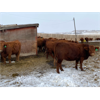 Image 2 : Travis Thiessen - 16 Red Angus X Bred Heifers (Rockyford, AB)