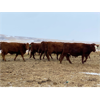 Image 10 : Travis Thiessen - 16 Red Angus X Bred Heifers (Rockyford, AB)