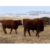 Image 4 : Travis Thiessen - 16 Red Angus X Bred Heifers (Rockyford, AB)