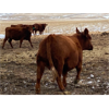 Image 6 : Travis Thiessen - 16 Red Angus X Bred Heifers (Rockyford, AB)