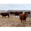 Image 7 : Travis Thiessen - 16 Red Angus X Bred Heifers (Rockyford, AB)