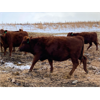 Image 8 : Travis Thiessen - 16 Red Angus X Bred Heifers (Rockyford, AB)