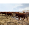 Image 9 : Travis Thiessen - 16 Red Angus X Bred Heifers (Rockyford, AB)