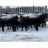 Image 3 : Reid Ranching Cremona - 1000# Open Heifers - 32 Head (Cremona, AB)