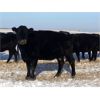 Image 2 : Treacy & Paula Vogstad - 25 Black Angus X Bred Cows (Dalum, AB)