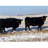 Image 5 : Treacy & Paula Vogstad - 25 Black Angus X Bred Cows (Dalum, AB)