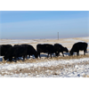 Image 6 : Treacy & Paula Vogstad - 25 Black Angus X Bred Cows (Dalum, AB)