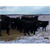 Image 2 : J Lazy A Ranch - 900# Grass Steers - 70 Head (Lymburn, AB)
