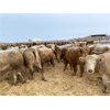 Image 2 : Lowe Ranches - 779# Weaned Steers - 110 Head (Nanton, AB)