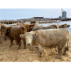 Image 3 : Lowe Ranches - 779# Weaned Steers - 110 Head (Nanton, AB)