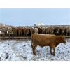 Image 4 : Lowe Ranches - 779# Weaned Steers - 110 Head (Nanton, AB)