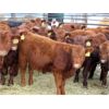 Image 2 : Patzer Ranch Ltd. - 575# Weaned Steers - 60 Head (Waldeck, SK)