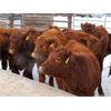 Image 3 : Patzer Ranch Ltd. - 575# Weaned Steers - 60 Head (Waldeck, SK)