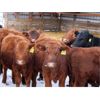 Image 4 : Patzer Ranch Ltd. - 575# Weaned Steers - 60 Head (Waldeck, SK)