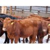 Image 6 : Patzer Ranch Ltd. - 575# Weaned Steers - 60 Head (Waldeck, SK)
