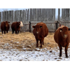 Image 2 : Eastligt Farms - 37 Red Simm-Angus Bred Heifers (Jarvie, AB)