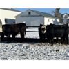 Image 3 : Chimney Hills Cattle Co. - 740# Weaned Steers - 86 Head (Standard, AB)