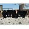 Image 4 : Chimney Hills Cattle Co. - 740# Weaned Steers - 86 Head (Standard, AB)