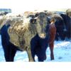 Image 2 : Habraken Farms Ltd. - 675# Weaned Heifers - 85 Head (Vauxhall, AB)