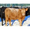 Image 3 : Habraken Farms Ltd. - 675# Weaned Heifers - 85 Head (Vauxhall, AB)