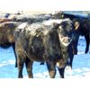 Image 4 : Habraken Farms Ltd. - 675# Weaned Heifers - 85 Head (Vauxhall, AB)