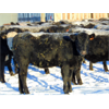 Image 5 : Habraken Farms Ltd. - 675# Weaned Heifers - 85 Head (Vauxhall, AB)