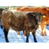 Image 6 : Habraken Farms Ltd. - 675# Weaned Heifers - 85 Head (Vauxhall, AB)