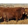 Image 3 : Monique Slingerland - 18 Red Bred Heifers (Coaldale, AB)