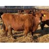 Image 4 : Monique Slingerland - 18 Red Bred Heifers (Coaldale, AB)