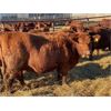 Image 5 : Monique Slingerland - 18 Red Bred Heifers (Coaldale, AB)