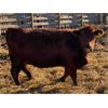 Image 6 : Monique Slingerland - 18 Red Bred Heifers (Coaldale, AB)
